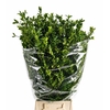 Buxus Per Bunch