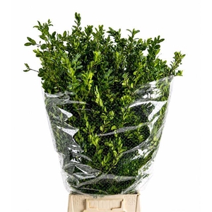 Buxus Per Bunch