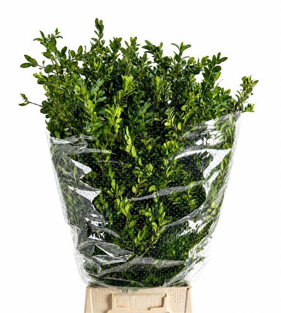 <h4>Buxus Per Bunch</h4>