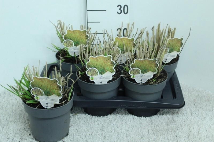<h4>Panicum Virgatum Totem Pole Shenandoah</h4>