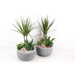 arr2 PL - Ker. barok dracena - roze/wit