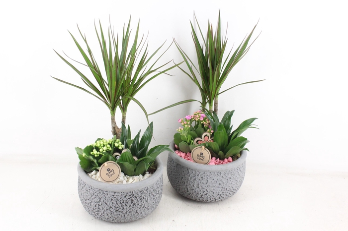 <h4>arr2 PL - Ker. barok dracena - roze/wit</h4>