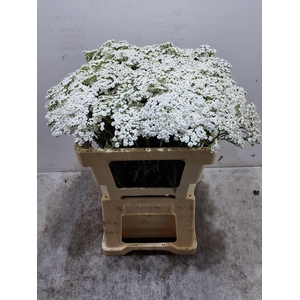 Achil M White Beauty