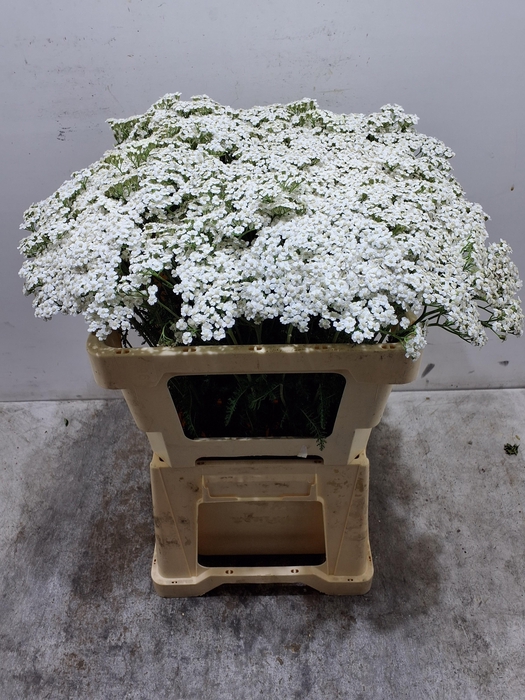 <h4>Achil M White Beauty</h4>