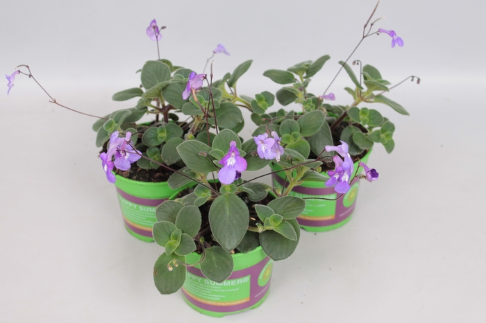 <h4>Streptocarpus Saxorum blue Foutain</h4>