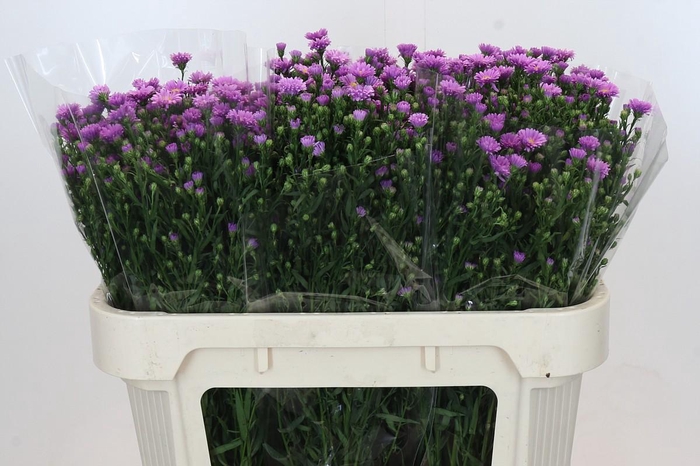 <h4>Aster Casarosa</h4>