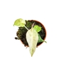 Alocasia