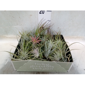 Tillandsia