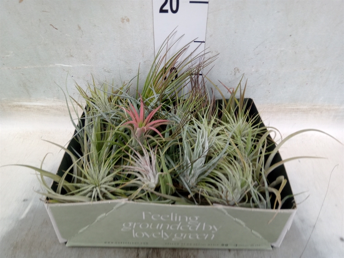 <h4>Tillandsia</h4>