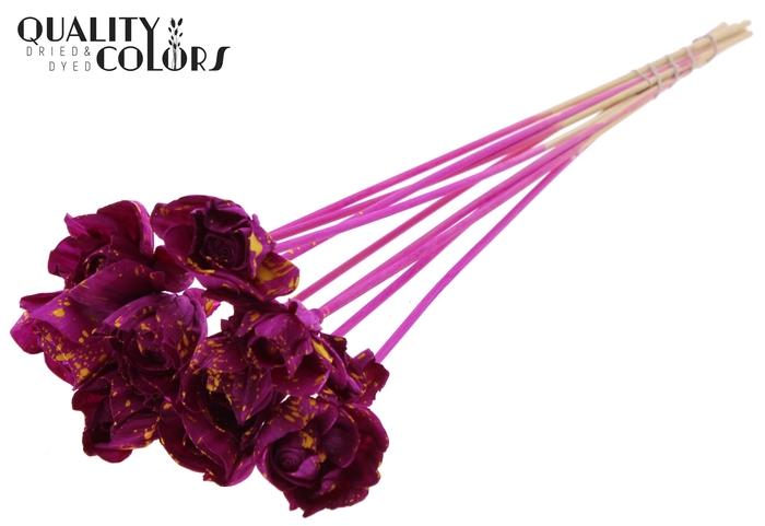Shola Dear Holly 6cm on stem Splashed Lilac/Yellow