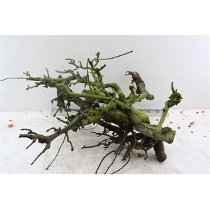 Perenhout Bundle 5pcs