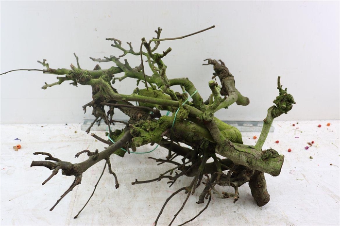 <h4>Perenhout Bundle 5pcs</h4>