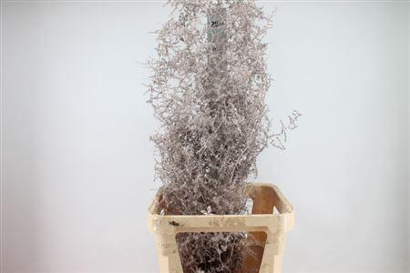 <h4>Asparagus Wild Champagne</h4>