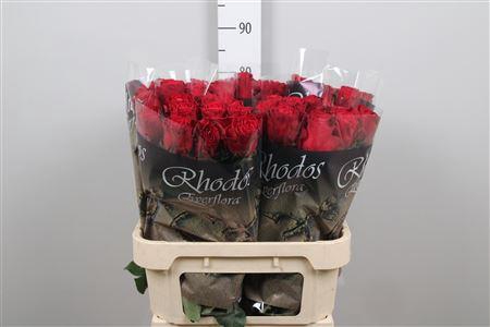 <h4>R Gr Rhodos</h4>