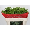Hypericum Jungle Romance Spray