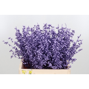 Ilex Kl Bh Metallic Milka