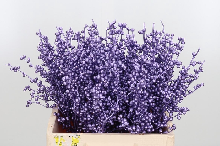 <h4>Ilex Kl Bh Metallic Milka</h4>