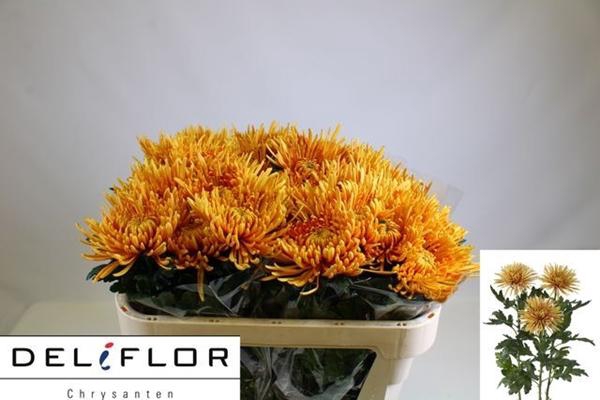 <h4>CHR G ANASTASIA BRO</h4>