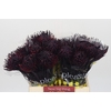 Nutans Painted Aubergine