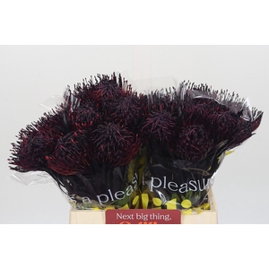 Nutans Painted Aubergine