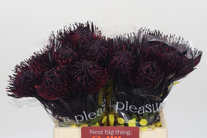 Nutans Painted Aubergine
