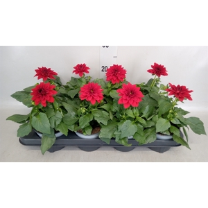 Dahlia  'Dahlinova Hypnot Red'