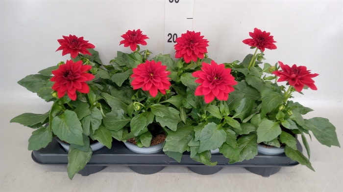 <h4>Dahlia  'Dahlinova Hypnot Red'</h4>