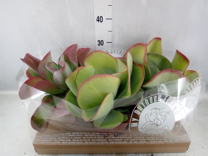 <h4>Kalanchoe NF thyrsiflora</h4>