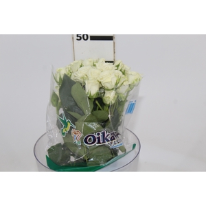 ROSA SPRAY SNOWFLAKE 040 CM
