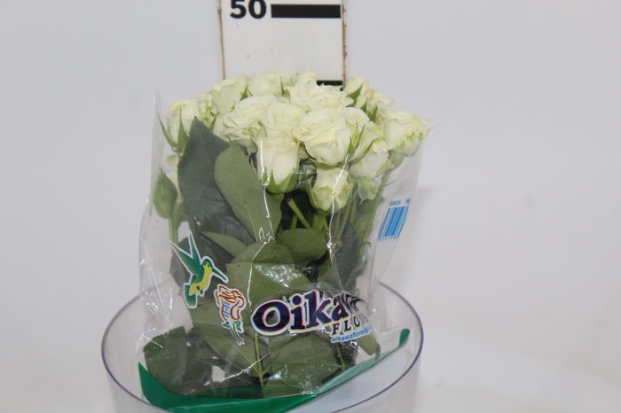 <h4>ROSA SPRAY SNOWFLAKE 040 CM</h4>