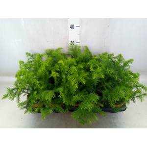 Araucaria heterophylla