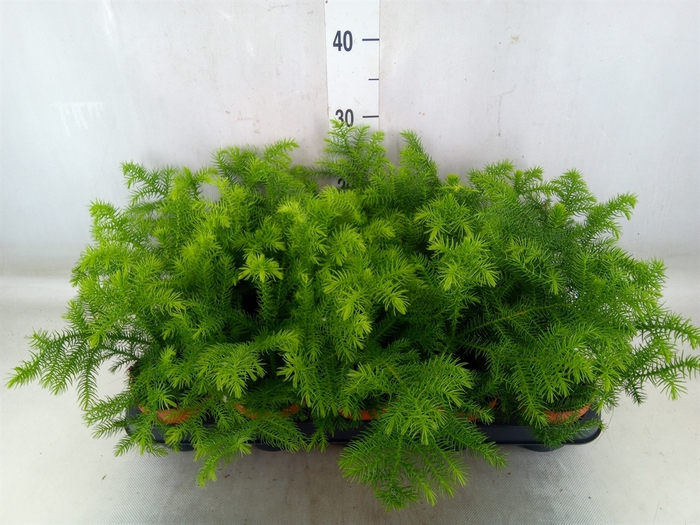 <h4>Araucaria heterophylla</h4>