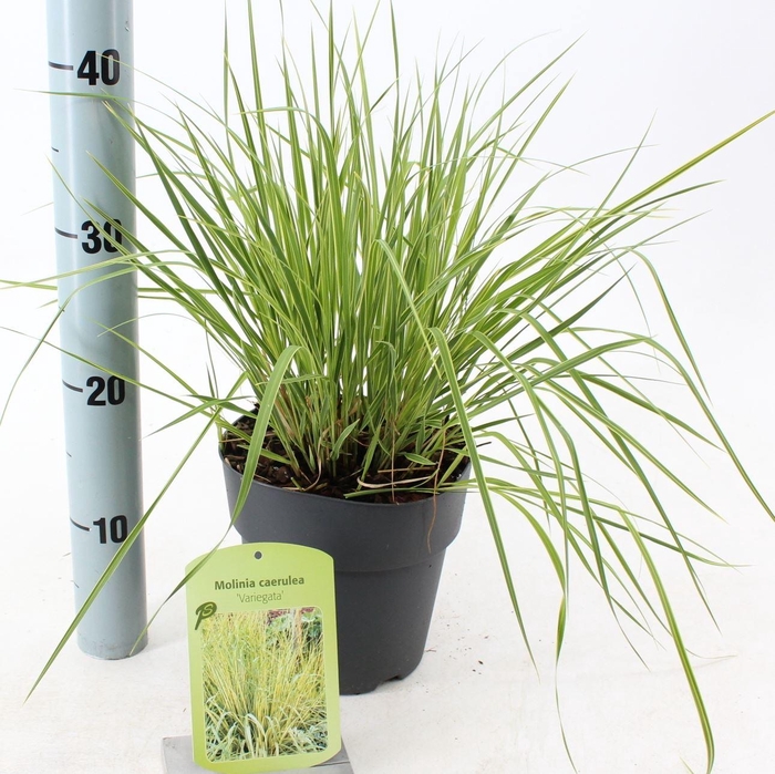 Molinia caerulea Variegata