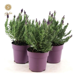 Lavandula st. 'Anouk'® Collection P12