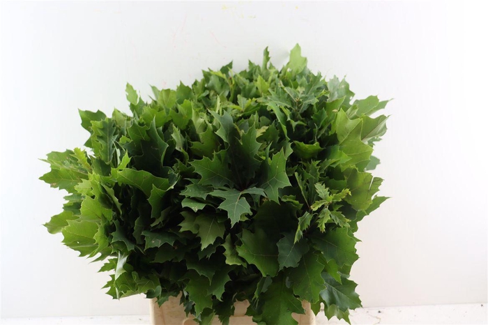 <h4>Quercus Rubra</h4>