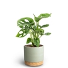 MONSTERA FRIEDRICHSTAHLII P10 WB G