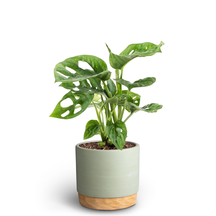 MONSTERA FRIEDRICHSTAHLII P10 WB G