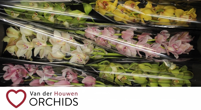 <h4>80 cm gemengd</h4>