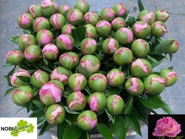 <h4>PAEO L ANGEL CHEEKS</h4>