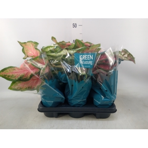 Caladium   ...mix