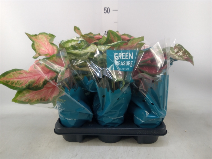 <h4>Caladium   ...mix</h4>