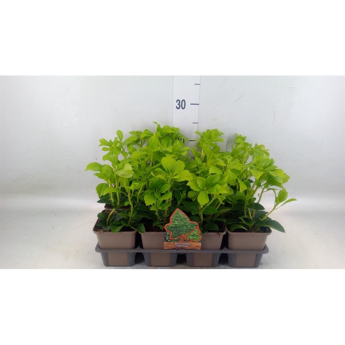 <h4>Pachysandra termin.</h4>