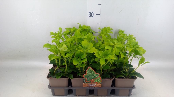 <h4>Pachysandra termin.</h4>