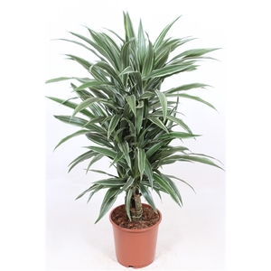 Dracaena Warneckei