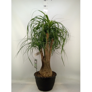 Beaucarnea recurvata