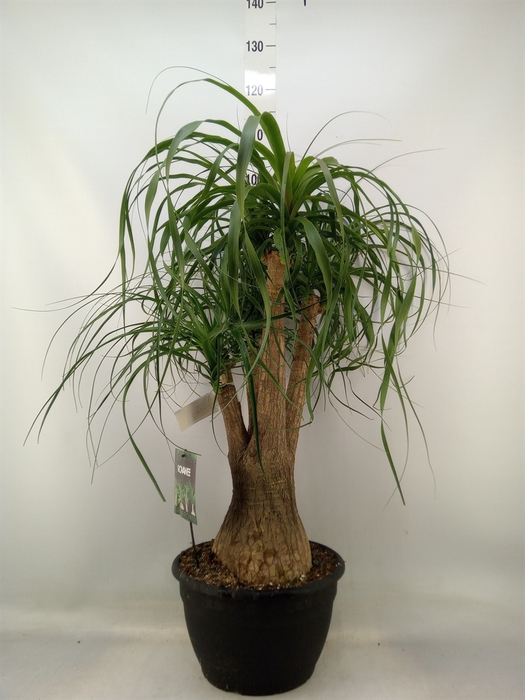 <h4>Beaucarnea recurvata</h4>