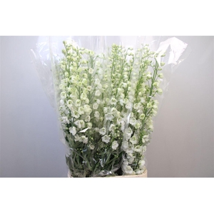 Delph Du Guard White
