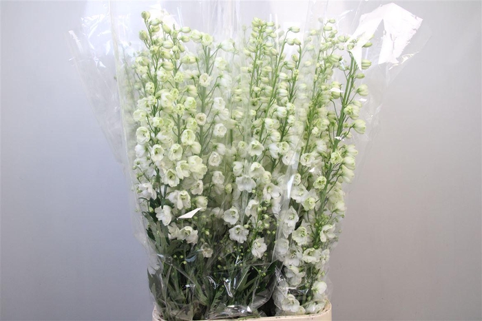 <h4>Delph Du Guard White</h4>