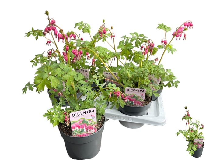 <h4>DICE SPECTABILIS</h4>