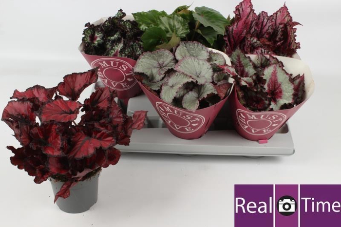 <h4>BEG BEL GEM</h4>